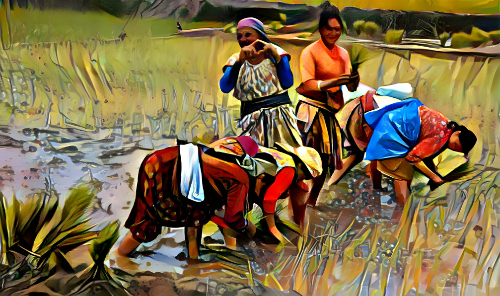 Rice gathering