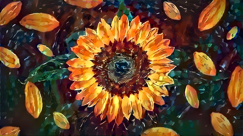 sunflower