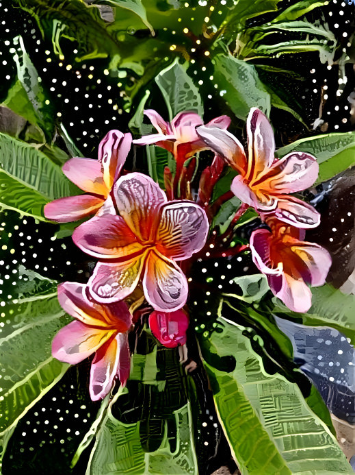 Frangipani 