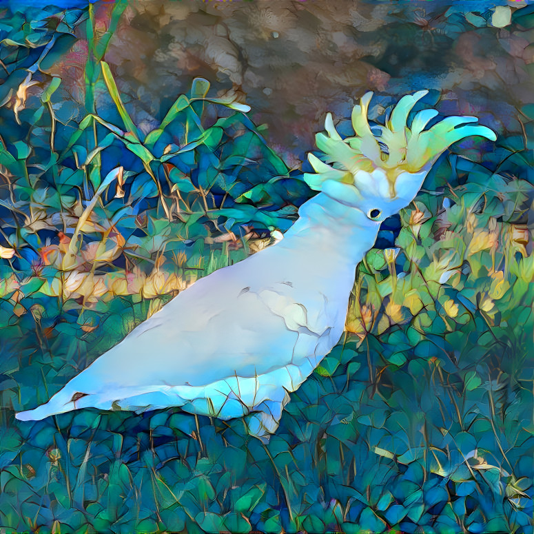 Cockatoo pride