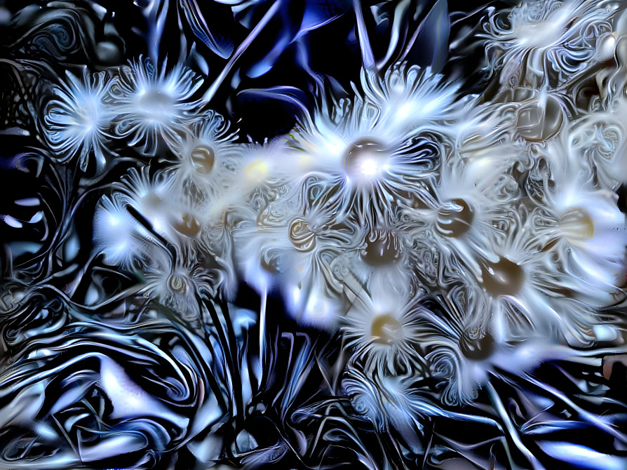 Gum tree blossoms 