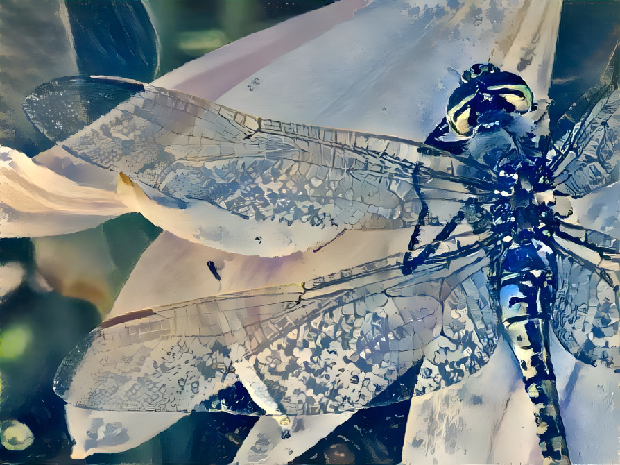 Dragonfly splendour 