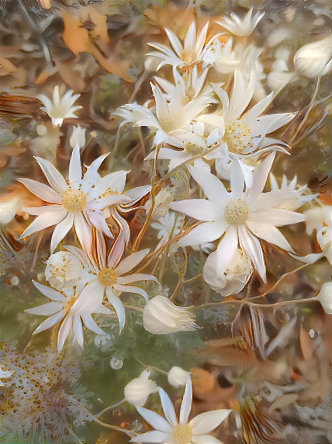 Flannel flowers