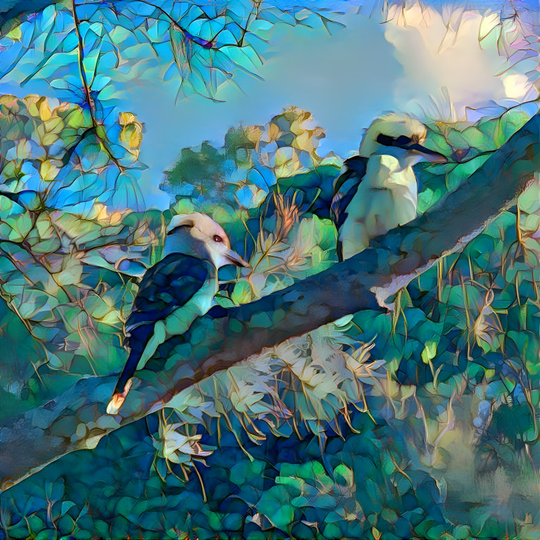 Young kookaburras