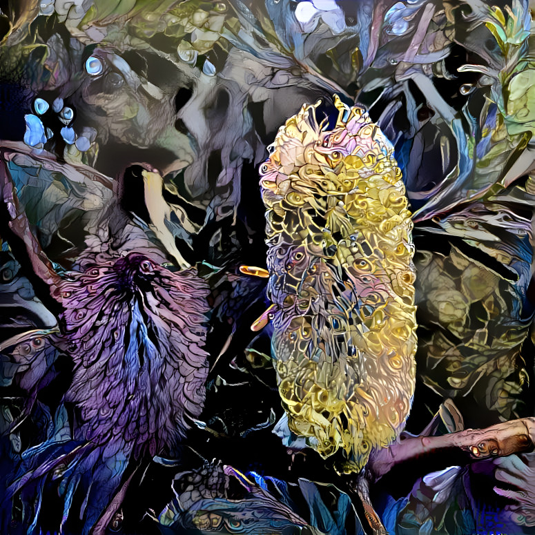 Banksia from my garden