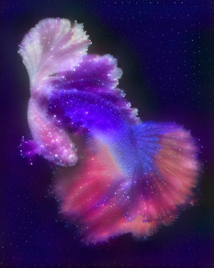 Astral Betta