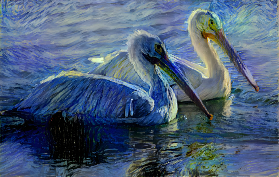 Starry Pelicans