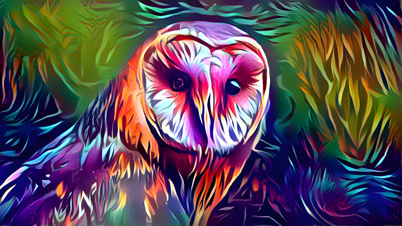 Owl