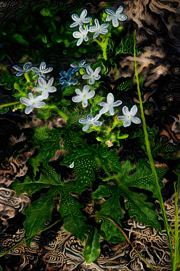 Stinging Nettle