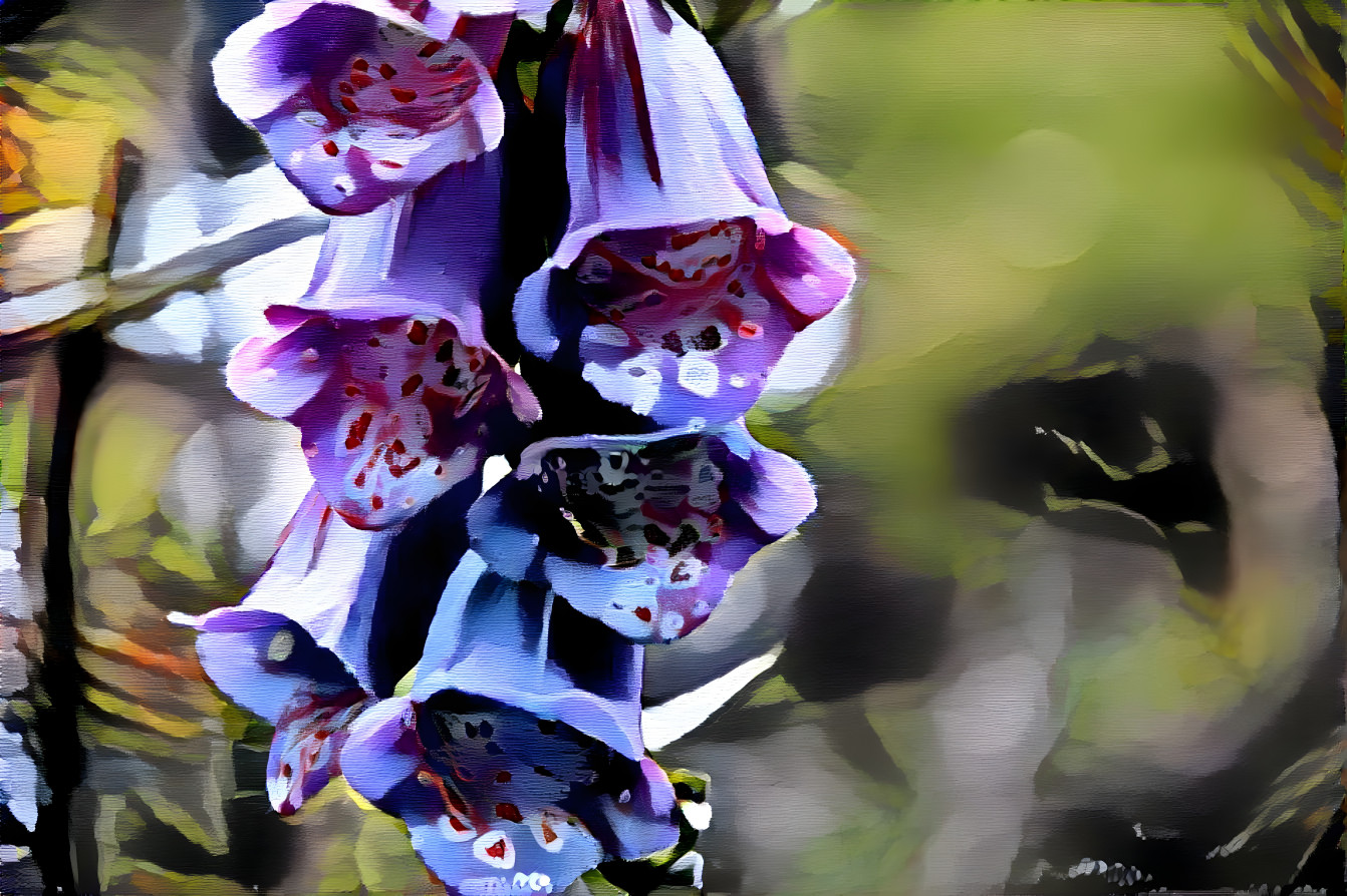 Foxgloves in the morning