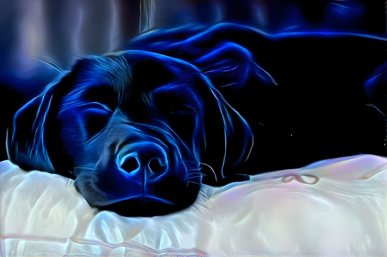 Black Lab Dreams