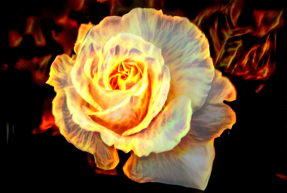 fire rose