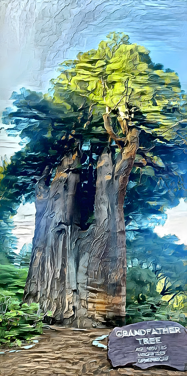 The Grandfather Tree