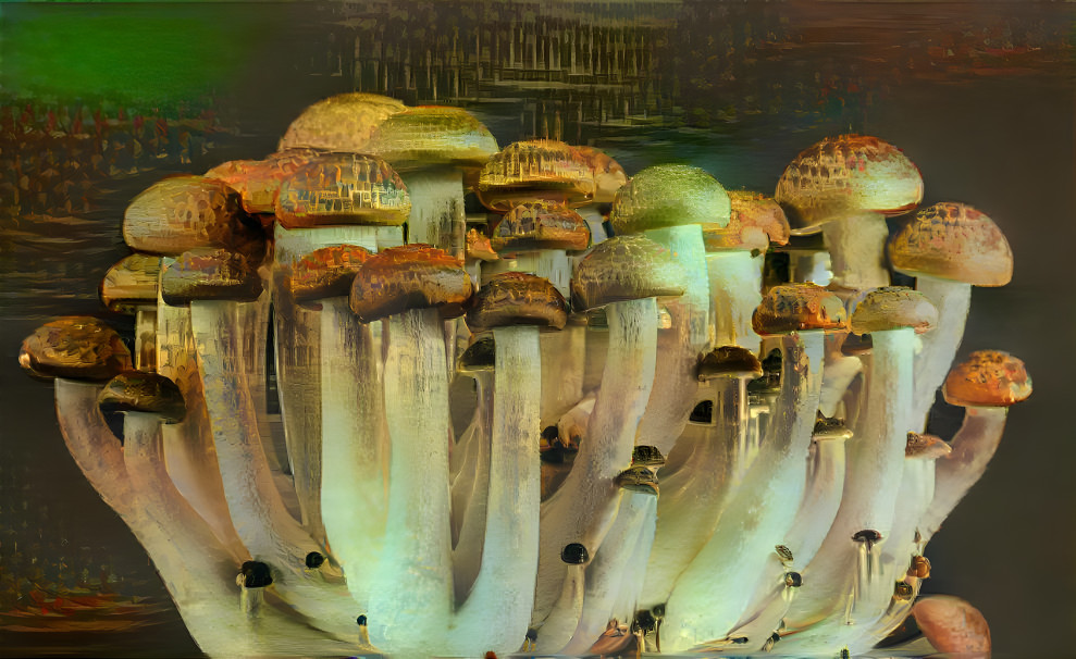 Shrooms