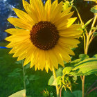 Vibrant sunflower with large yellow petals and dark center among green foliage and white flowers