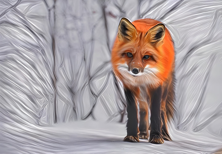 Red Fox