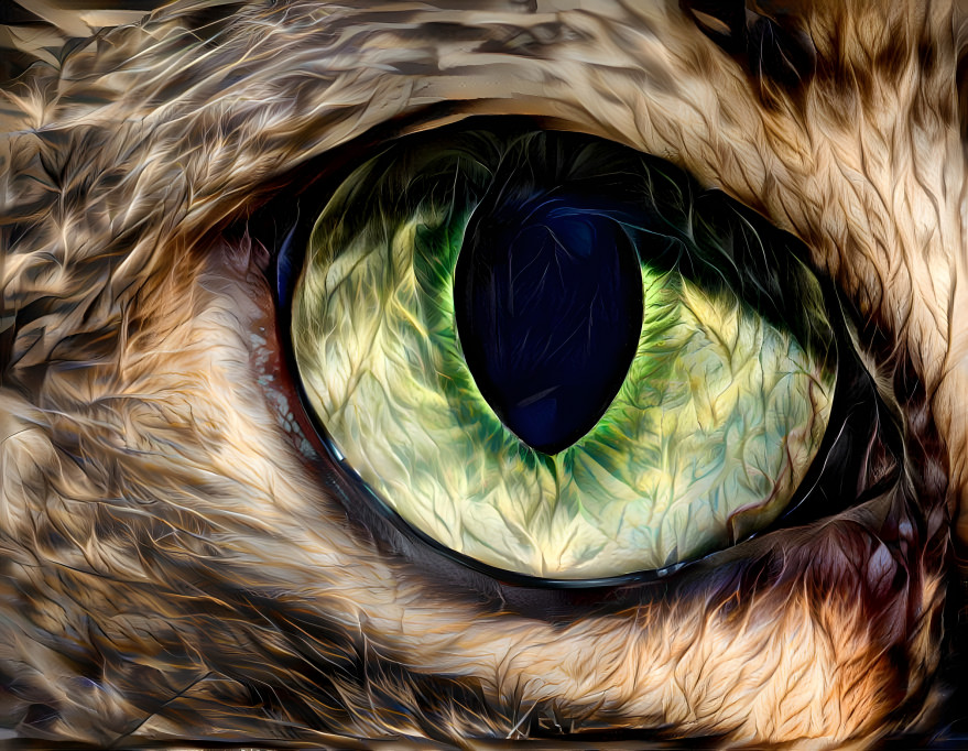 Eye of the Wild