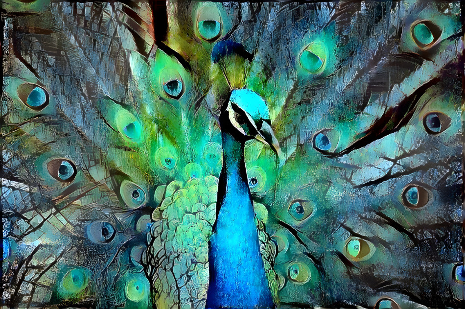 Proud Peacock