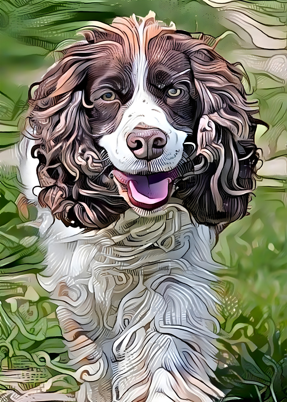 Springer Spaniel