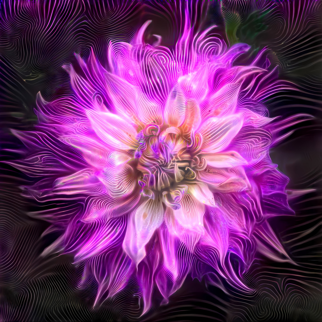 Dream Dahlia 5