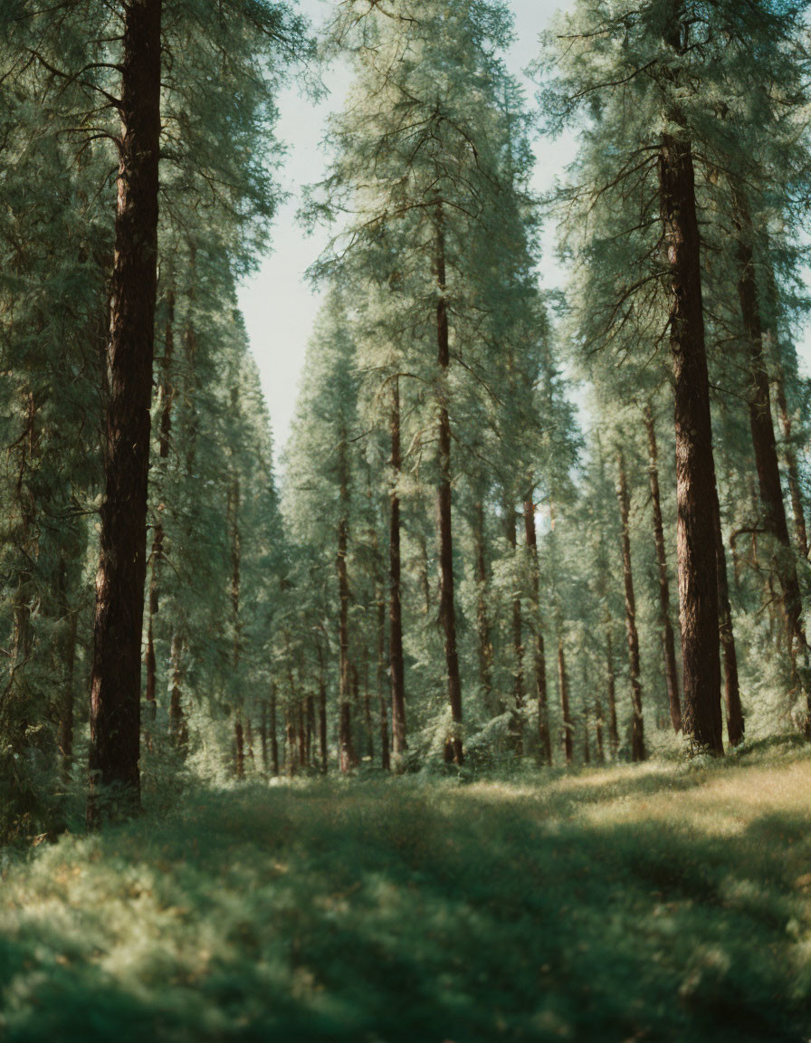 Serene forest scene with tall slender trees and soft green floor