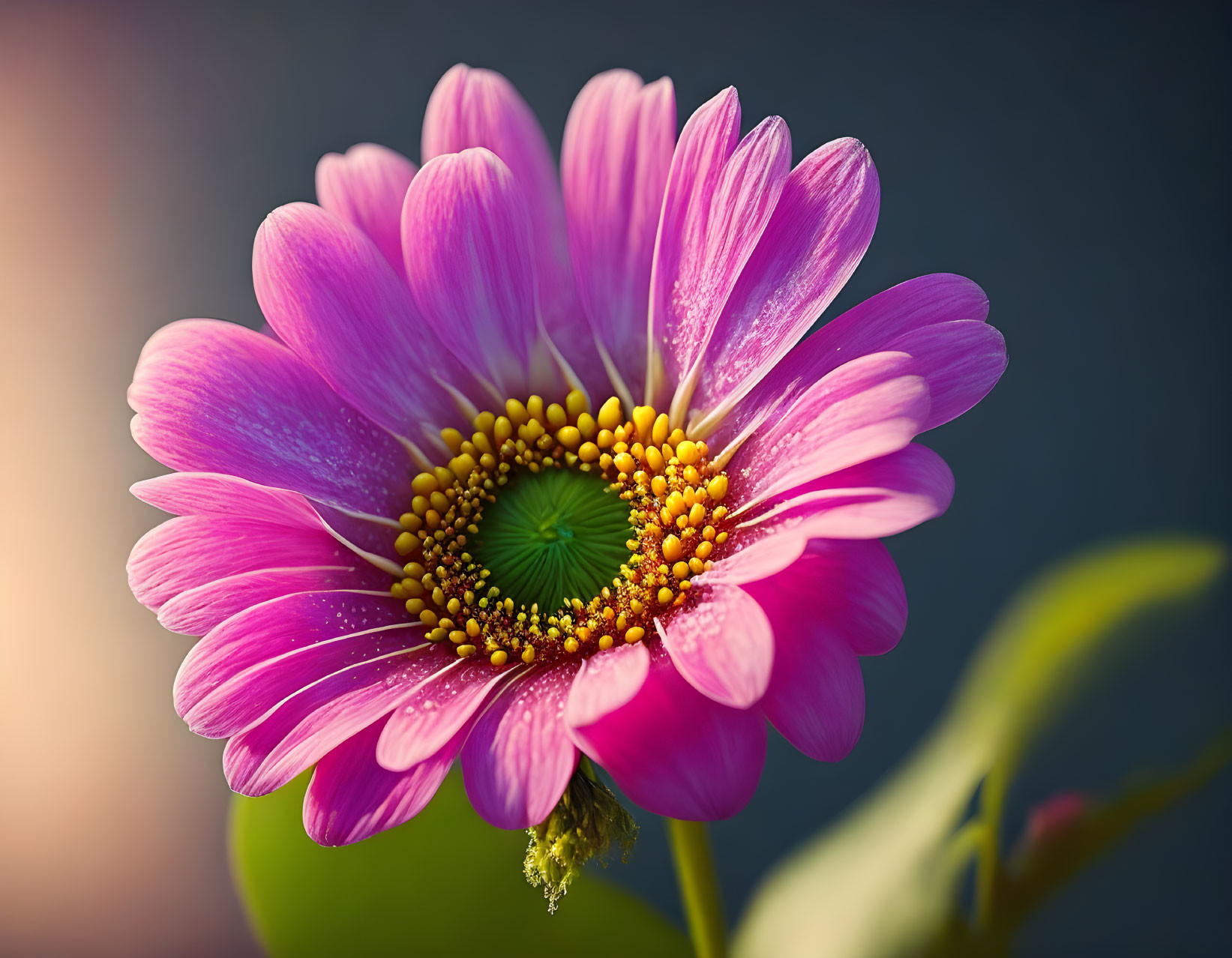 Pink Flower with Yellow-Green Center and Delicate Petals on Soft-Focus Background