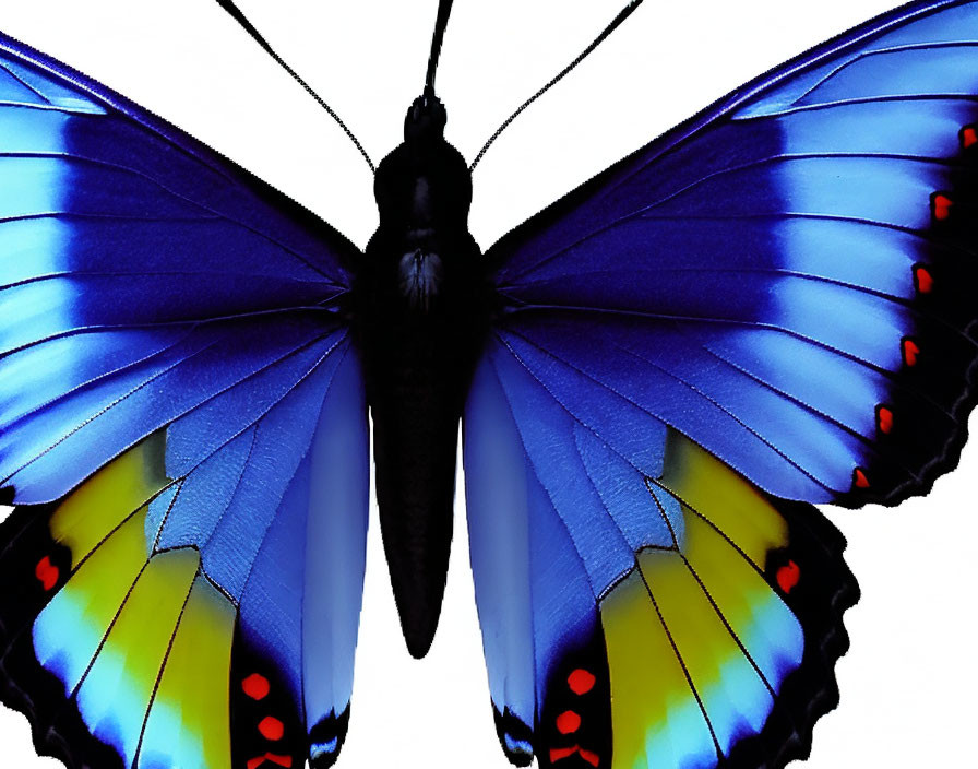 Colorful Butterfly with Large Blue Wings and Yellow/Red Accents