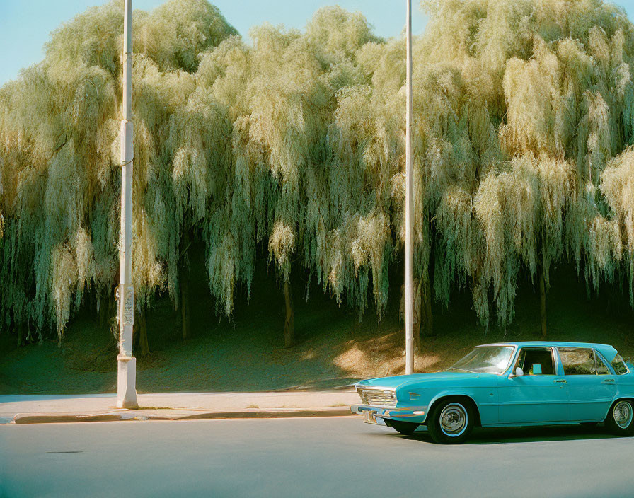 Vintage turquoise car parked near lush green weeping willow trees