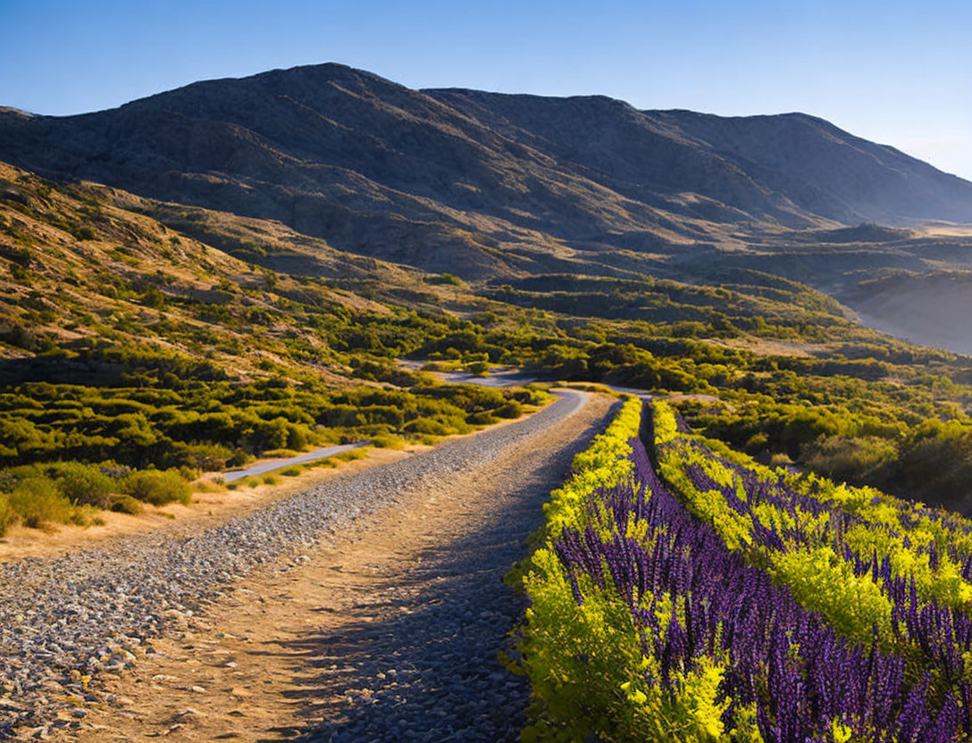 Scenic landscape with winding gravel road and purple wildflowers