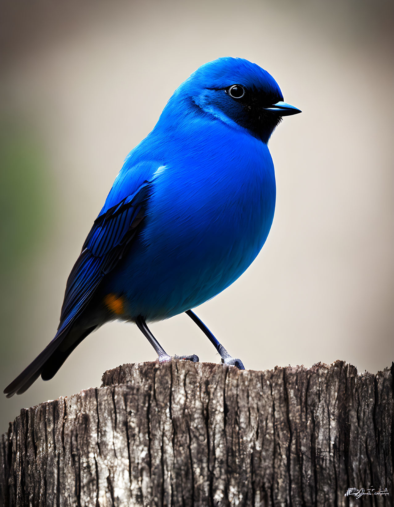 Blue bird with eye-mask perches on wooden stump against soft-focus background