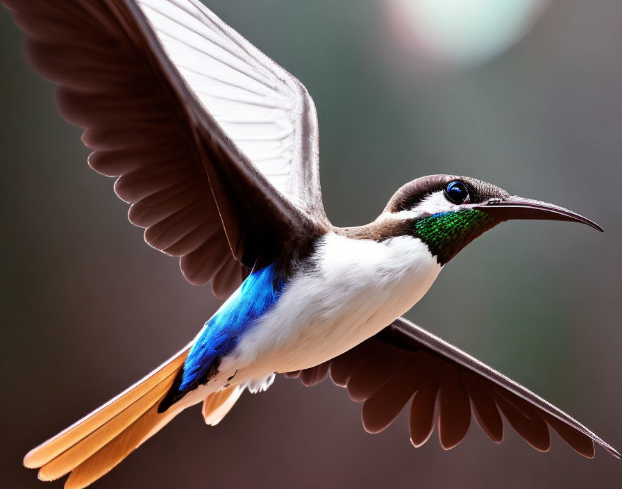 Iridescent Green and Vibrant Blue Hummingbird in Flight