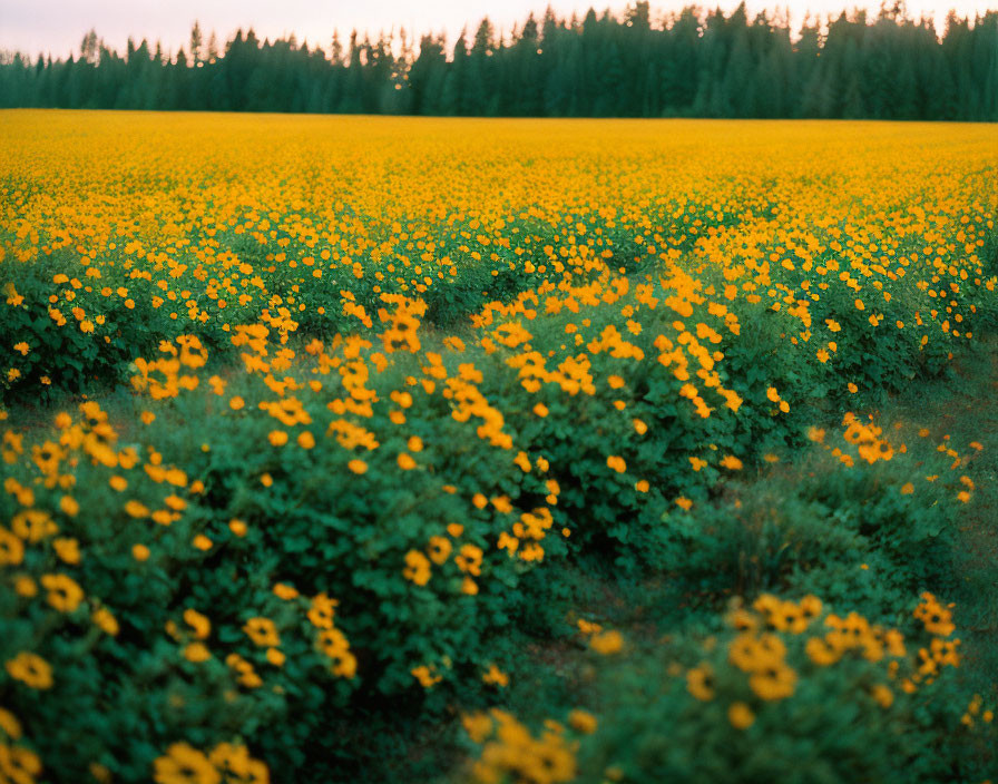 Lush yellow flower field with green forest backdrop