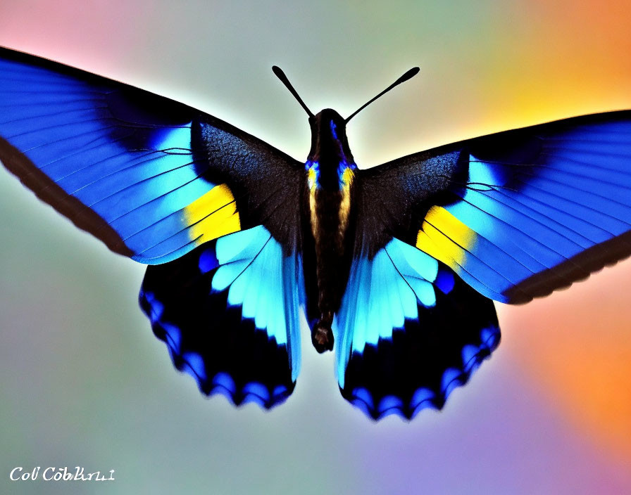 Colorful Blue and Black Butterfly on Rainbow Background