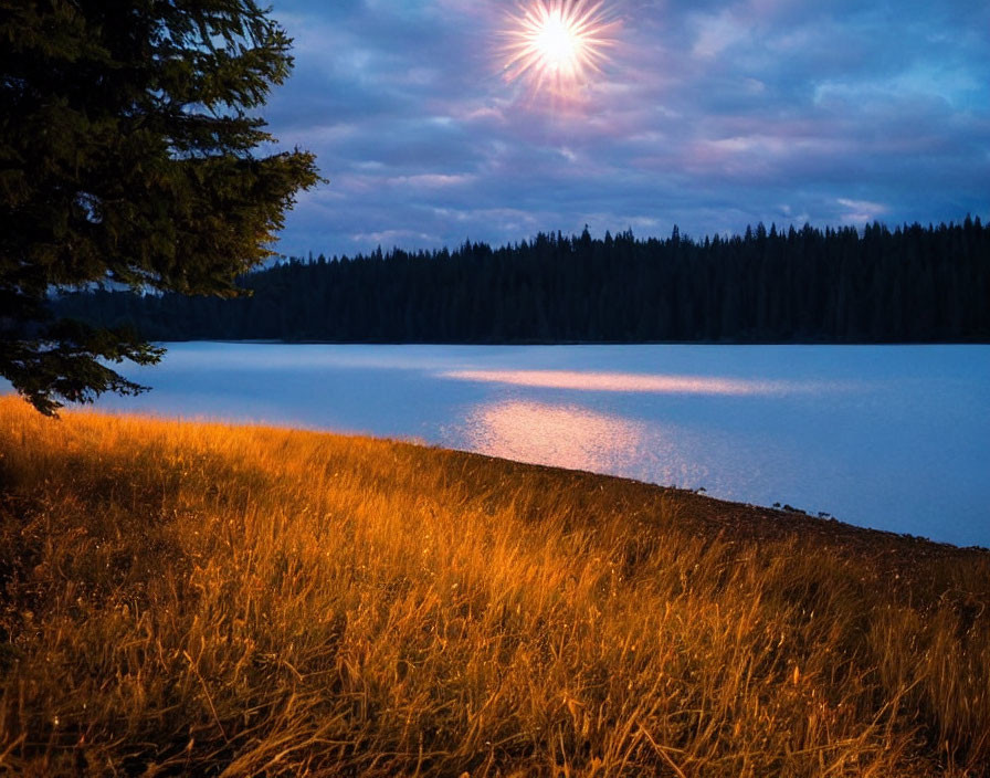 Tranquil Dusk Scene: Lake, Star, Golden Grass, Pine Trees