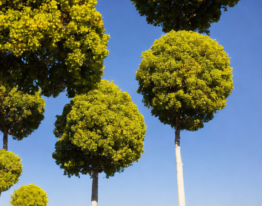 Lush green canopies of tall trees under blue sky