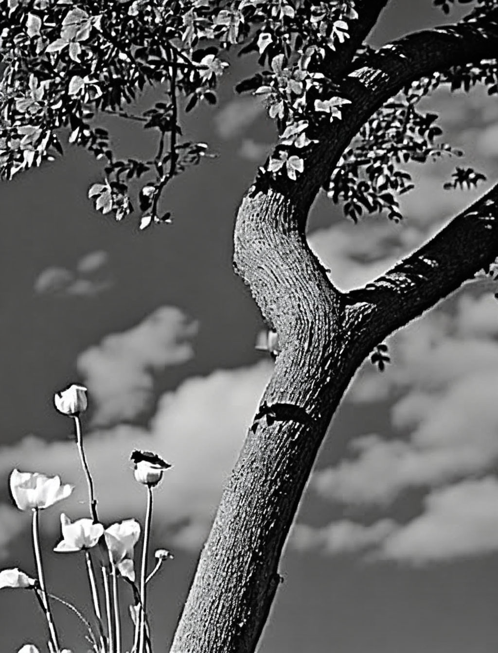 Monochrome image: Robust tree, curving trunk, delicate flowers, cloud-dappled sky