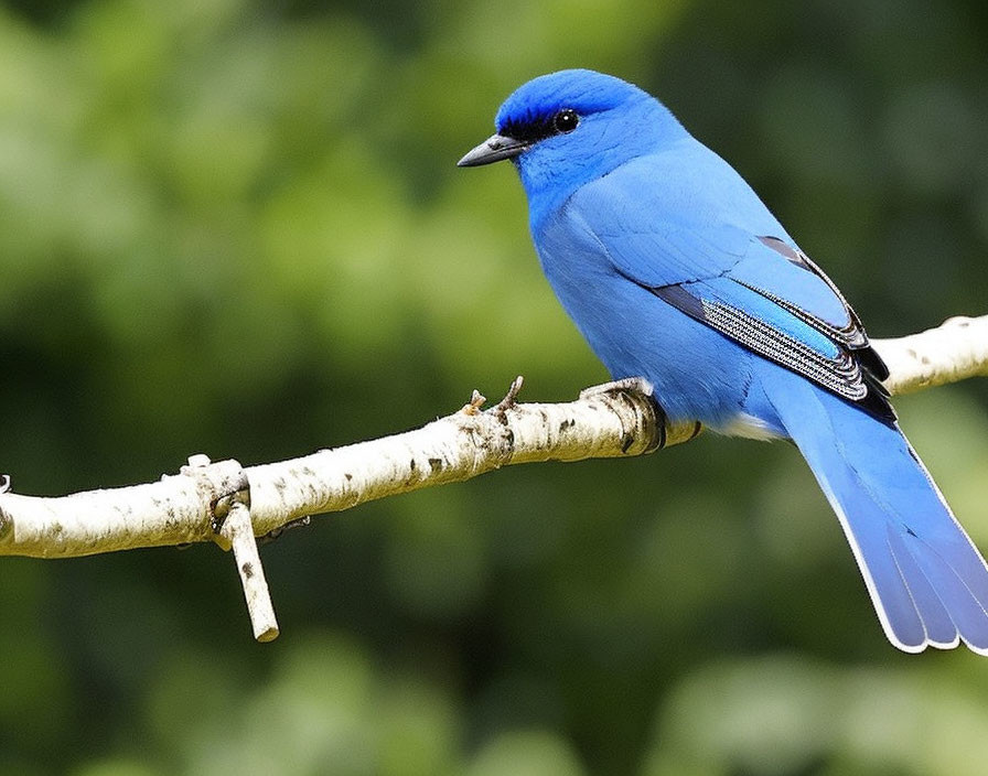 Blue bird perched on white branch in green foliage