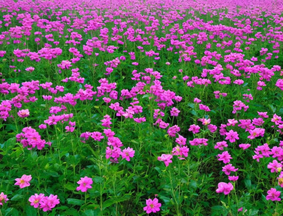 Pink Flowers in Lush Green Field: Vibrant and Colorful Display