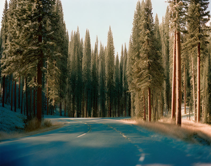 Curving Road Through Evergreen Trees on Sunny Day