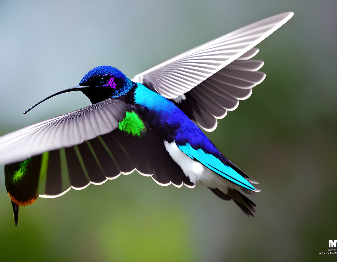 Colorful Hummingbird in Flight with Blue and Green Plumage