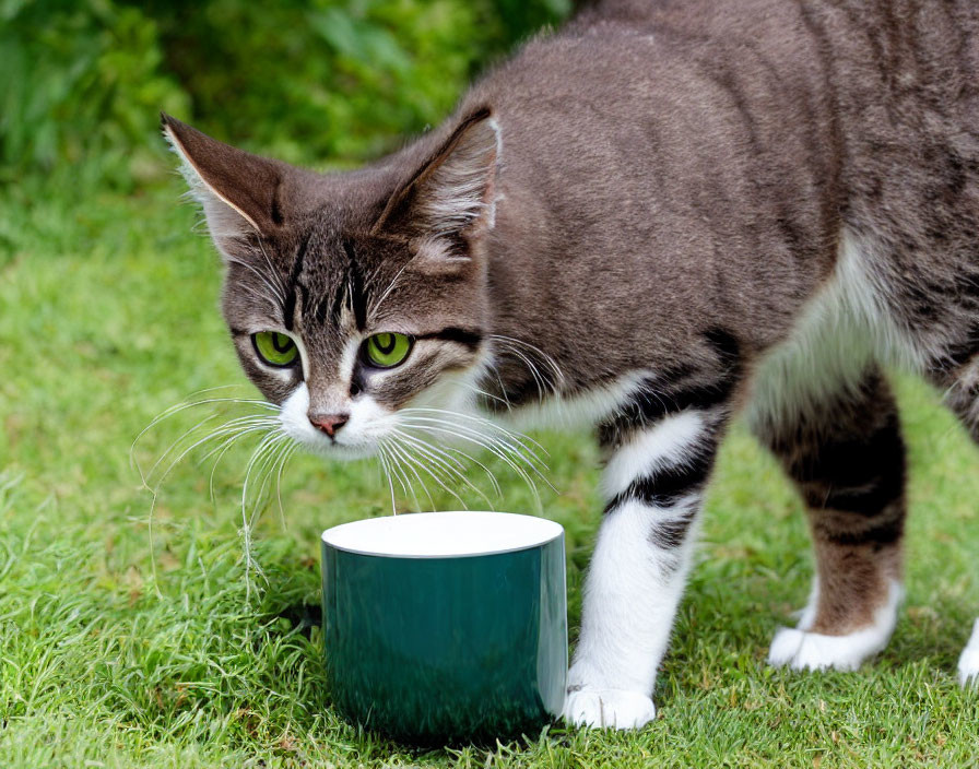 Gray and White Cat Sniffing Green Bowl Outdoors