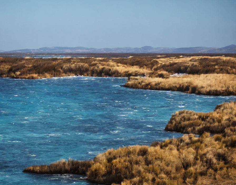 Golden dry grasses contrast deep blue waters in coastal landscape