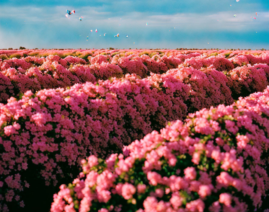 Pink Flowering Bushes and Birds Against Blue Sky