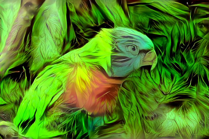 Parrot