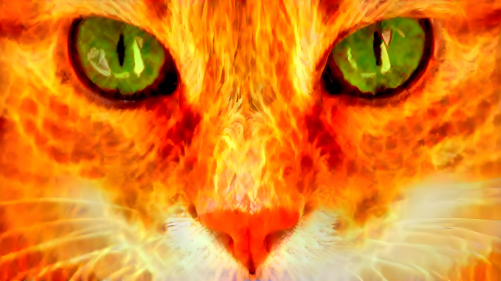 Fire cat