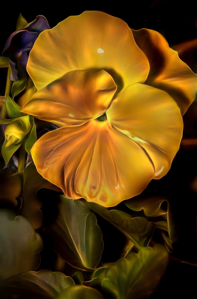 Pansy - Yellow