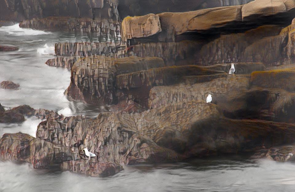 Gulls on Rocky Shore, Acadia National Park