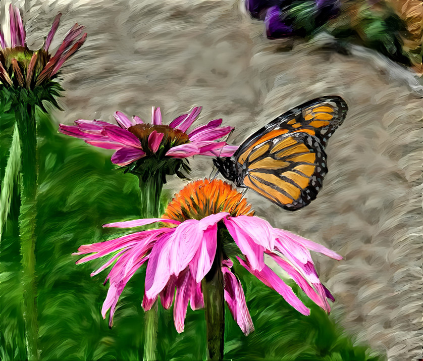 Monarch and Cone Flowers