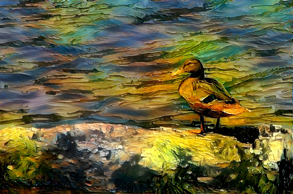 Black Duck On Rock