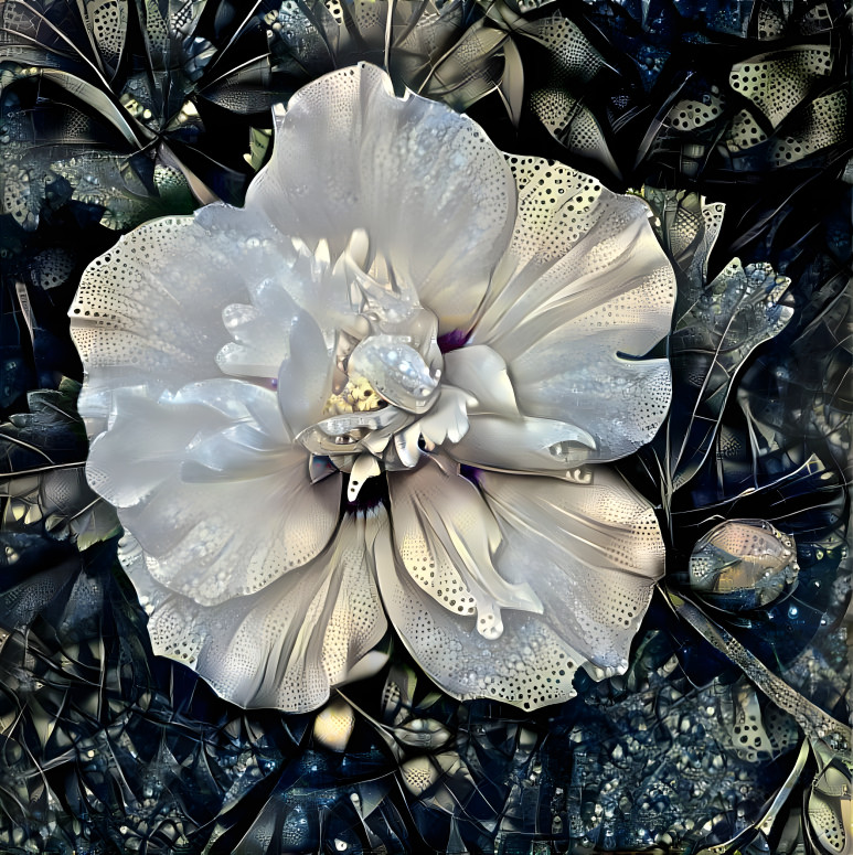 Midnight rose of Sharon 4